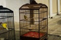 Bird sunbathing in cage with food and drink photo taken in Jakarta Indonesia
