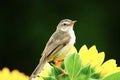 The bird on sunflower garden beautiful nature outdoor