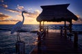 Bird sunrise in Playa del Carmen, Yucatan in Mexico. White heron, Great Egret, Egretta alba, standing on wooden wharf. Water bird Royalty Free Stock Photo