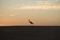 Bird in sunset Royalty Free Stock Photo