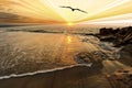 Bird Sunset Royalty Free Stock Photo