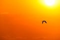 Bird Sunset Royalty Free Stock Photo