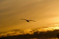 Bird at sunset sky