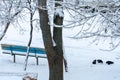 Bird survival in winter in the city. A flock of crows in the snow in search of food. A lot of snow and large drifts hide the foot Royalty Free Stock Photo