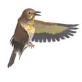 Bird Swainson's Thrush. 3D rendering with