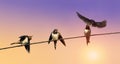 bird is the swallow flew in to feed their young on wires at Royalty Free Stock Photo