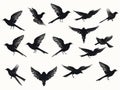 Bird swallow set. Royalty Free Stock Photo