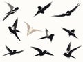 Bird swallow set. Royalty Free Stock Photo