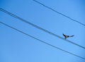 Bird swallow sits on electrical wires against a blue sky Royalty Free Stock Photo