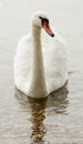 Bird swan Cygnini
