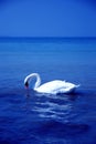 Bird swan Lake Royalty Free Stock Photo