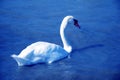 Bird swan Lake Royalty Free Stock Photo