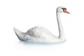 Bird swan Royalty Free Stock Photo