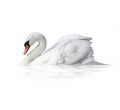 Bird swan Royalty Free Stock Photo