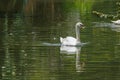 Bird,Swan. Royalty Free Stock Photo