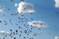Bird swarm