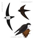 Bird Swift Set Cartoon Vector Illustration