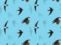 Bird Swift Wallpaper