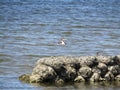 common loon swimming in bayou behind reefs