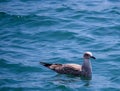 Bird swimming on the water looking at the camera