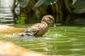 a bird swimming in water shaking his little head