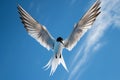 bird swooping down, wings outstretched towards the lens Royalty Free Stock Photo