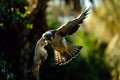 bird swooping down, wings outstretched towards the lens Royalty Free Stock Photo