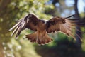bird swooping down, wings outstretched towards the lens Royalty Free Stock Photo
