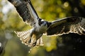 bird swooping down, wings outstretched towards the lens Royalty Free Stock Photo