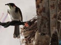 Red-Whiskered Bulbul Bird Take Care, Her Hungry Baby Royalty Free Stock Photo