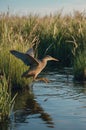 American Bittern Hunting for Fish in Wetland Ecosystems During Beautiful Summer Day Royalty Free Stock Photo
