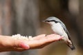 Bird takes food from