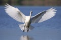 bird taking its inaugural flight