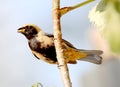 Bird tangara cayana on branch with food in the beak