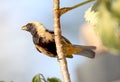 Bird tangara cayana on branch with food in the beak