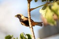 Bird tangara cayana with food in the beak
