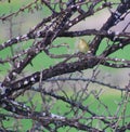 A bird on tangled tree branches that lost their leaves in winter