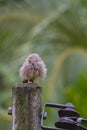 Bird on a Telephone pole