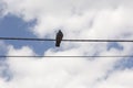 Bird on the telephone wire