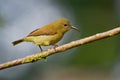 Bird Temmincks Sunbird - Aethopyga temminckii species of sunbird, found in Borneo, Sumatra, Malaysia, and south west Thailand in