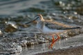 Bird Terek Sandpiper Xenus cinereus walks along the sandy shore and in shallow water at the very edge of the water on a sunny