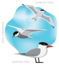 Bird Tern Set Cartoon Vector Illustration