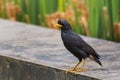 Bird in thailand, Great myna or White-vented Myna Asian Glossy Starling