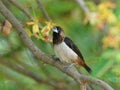 Bird , Thailand