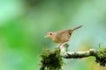 Bird , Thailand