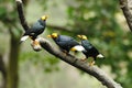 Bird --- three yellow-faced Mynah