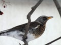 Bird thrush fieldfare on a branch in winter