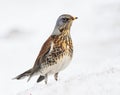 Bird thrush funny looks out of the snowdrift in the Park