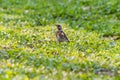 Bird thrush in the grass Royalty Free Stock Photo