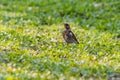 Bird thrush in the grass Royalty Free Stock Photo